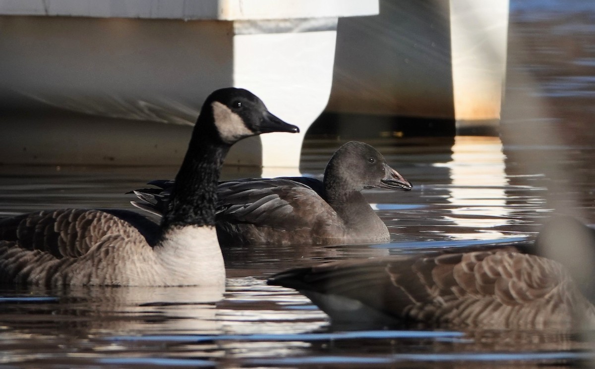 husa sněžní - ML645443765