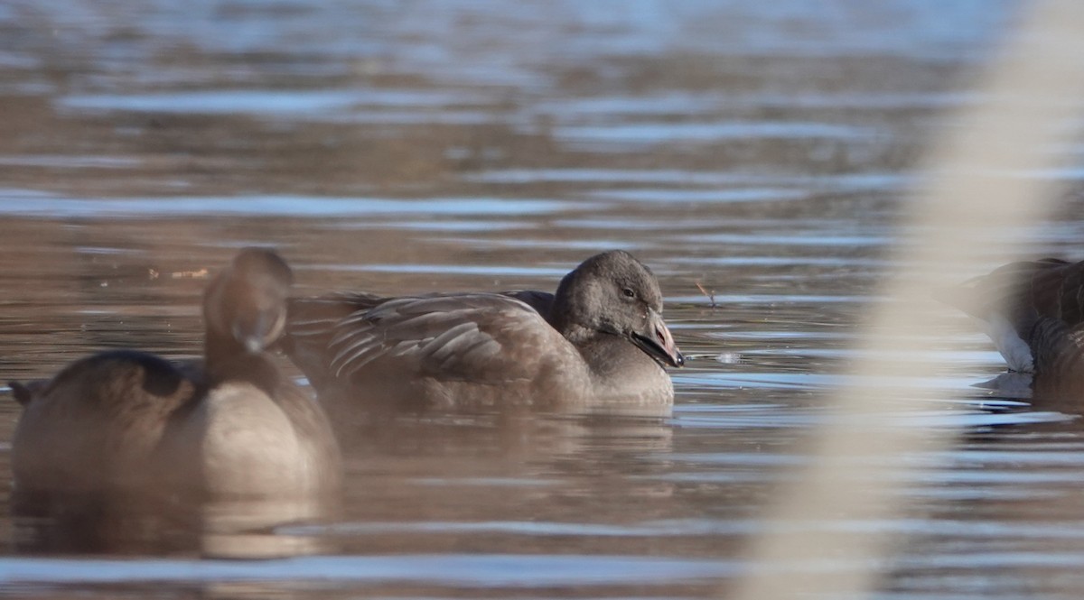 husa sněžní - ML645443766