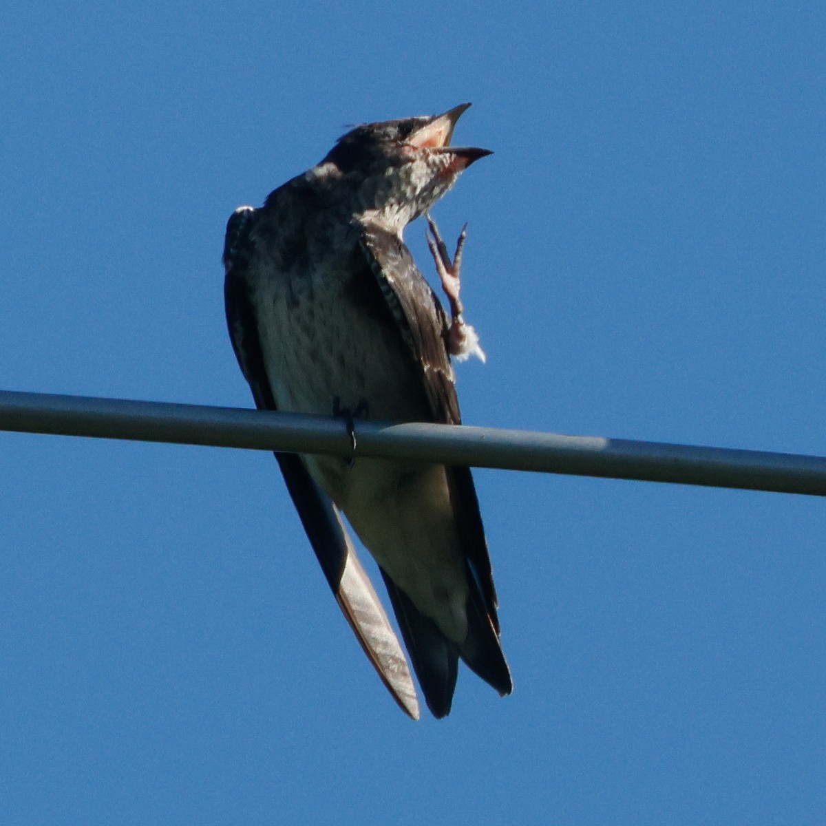 Purple Martin - ML645443769