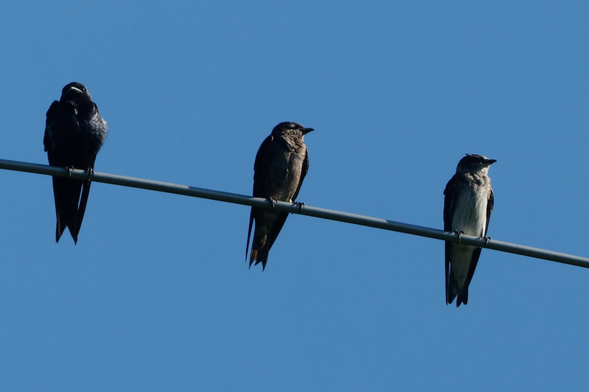 Purple Martin - ML645443770