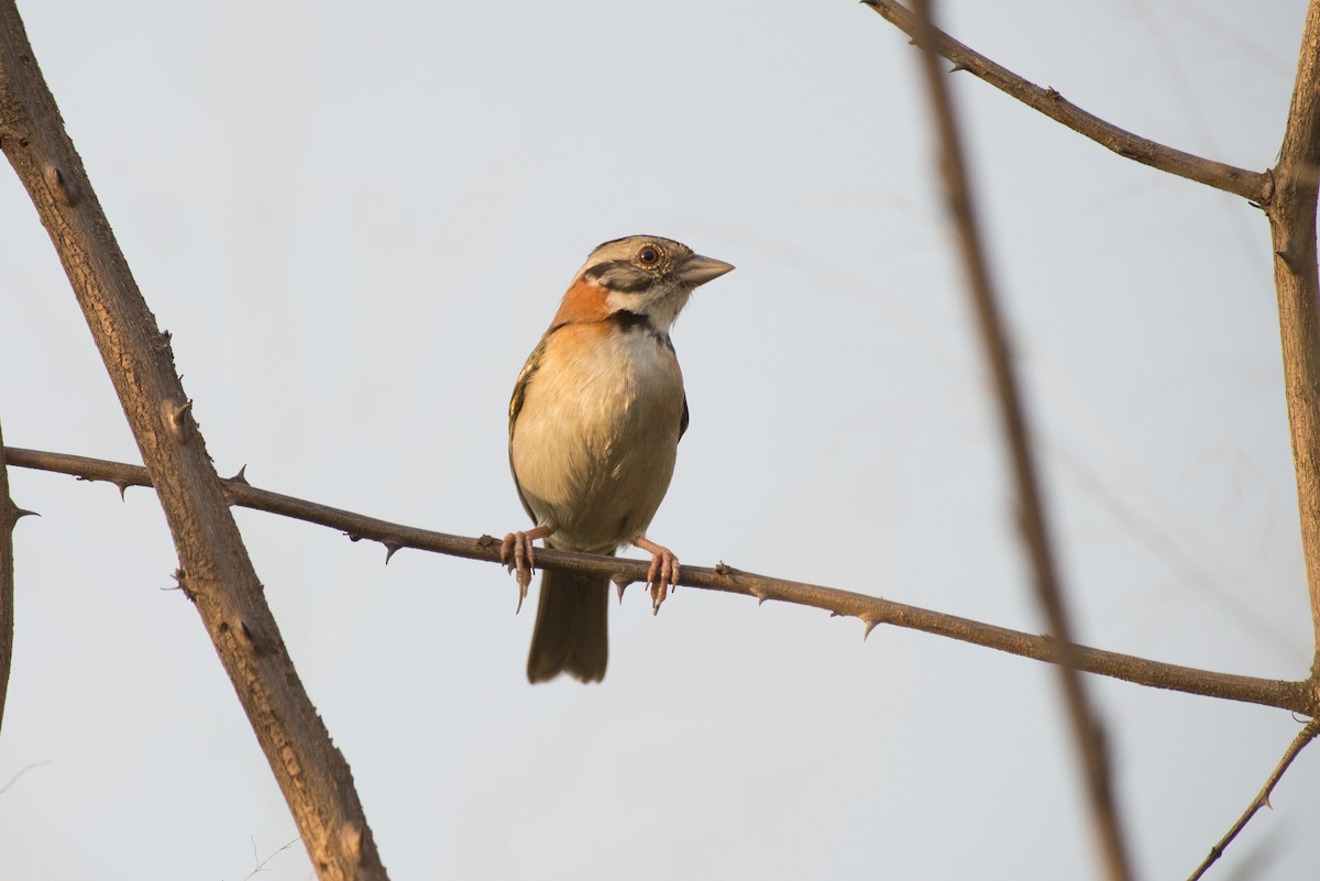 Morgenammer - ML645443772