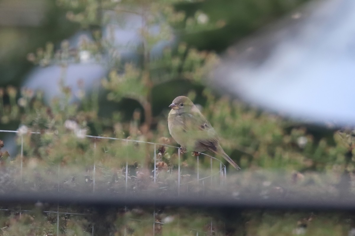 Gorrión Común - ML645443775