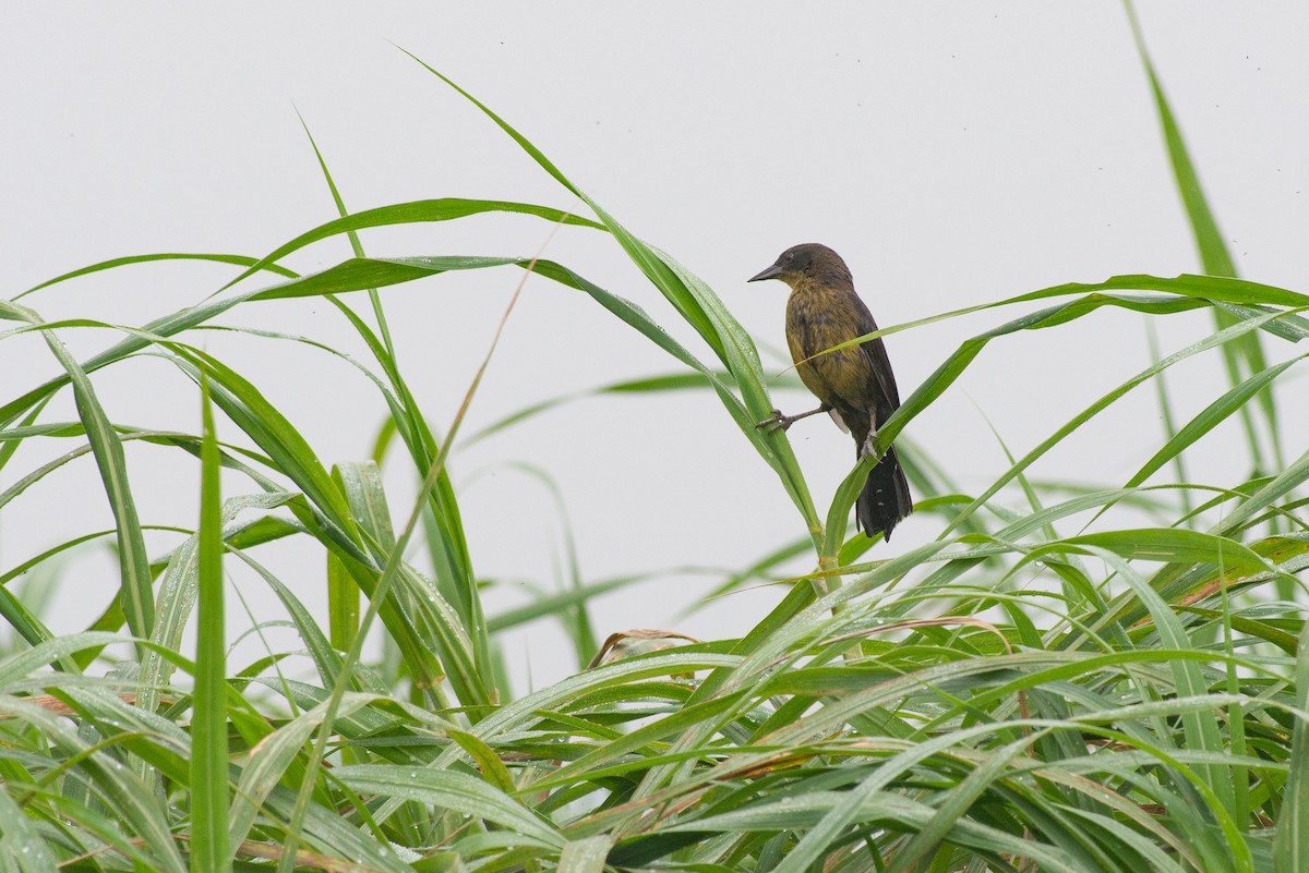 Unicolored Blackbird - ML645443776