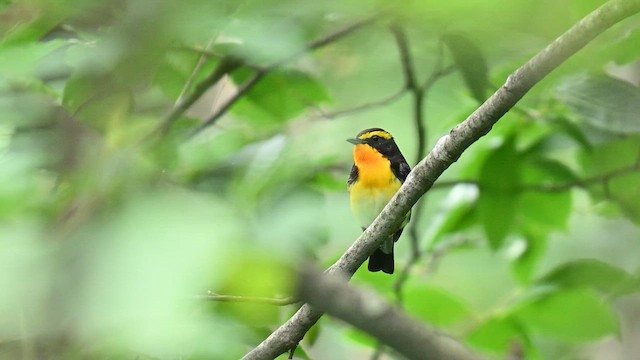 Narcissus Flycatcher - ML645443779