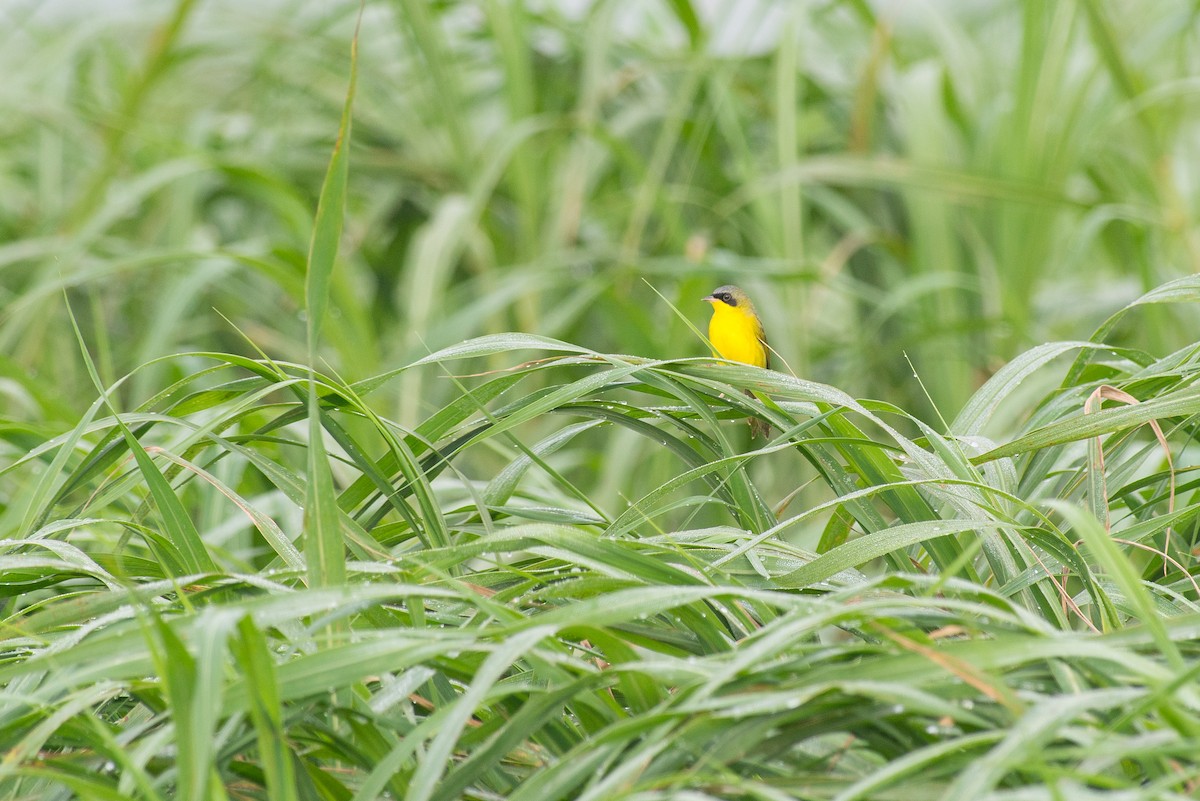 Paruline voilée - ML645443785