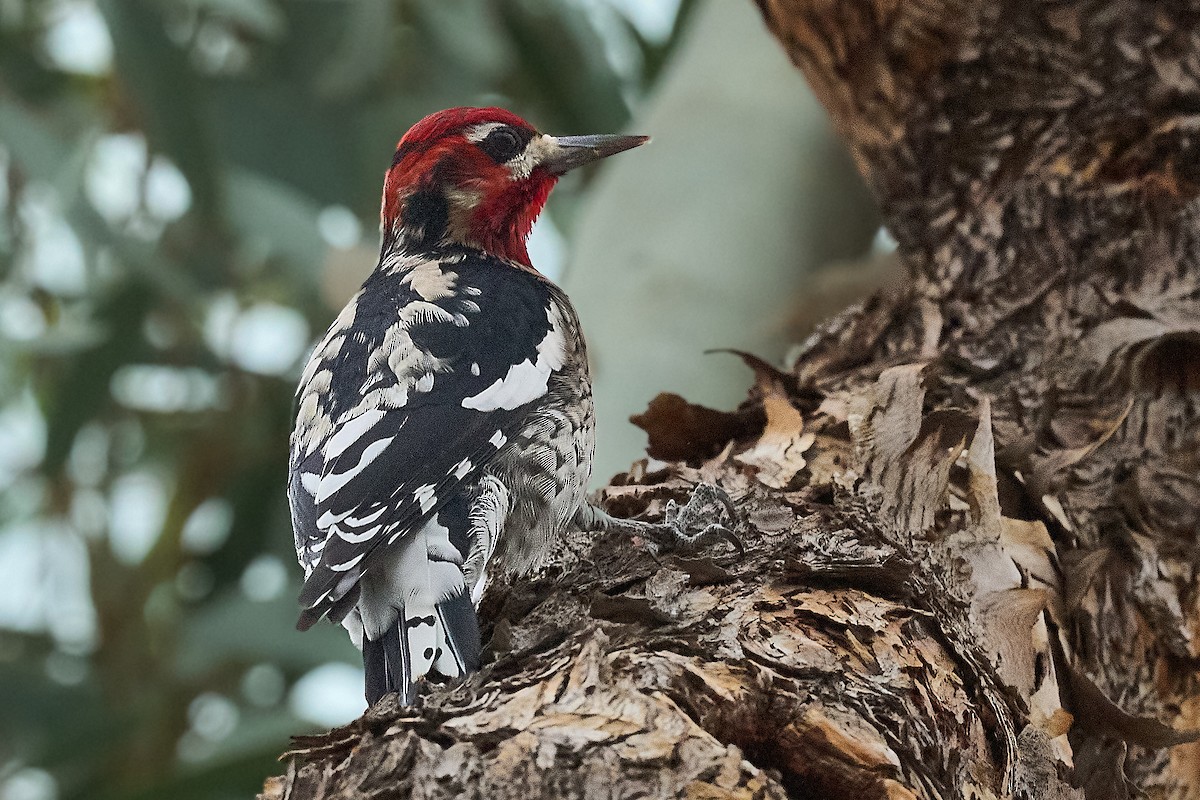 Red-naped Sapsucker - ML645443792