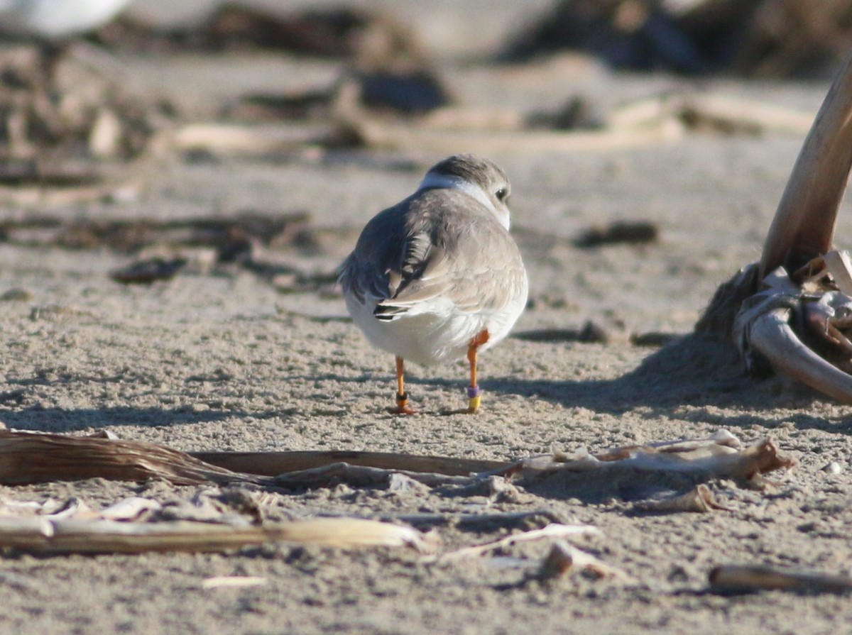 Flötenregenpfeifer - ML645443800