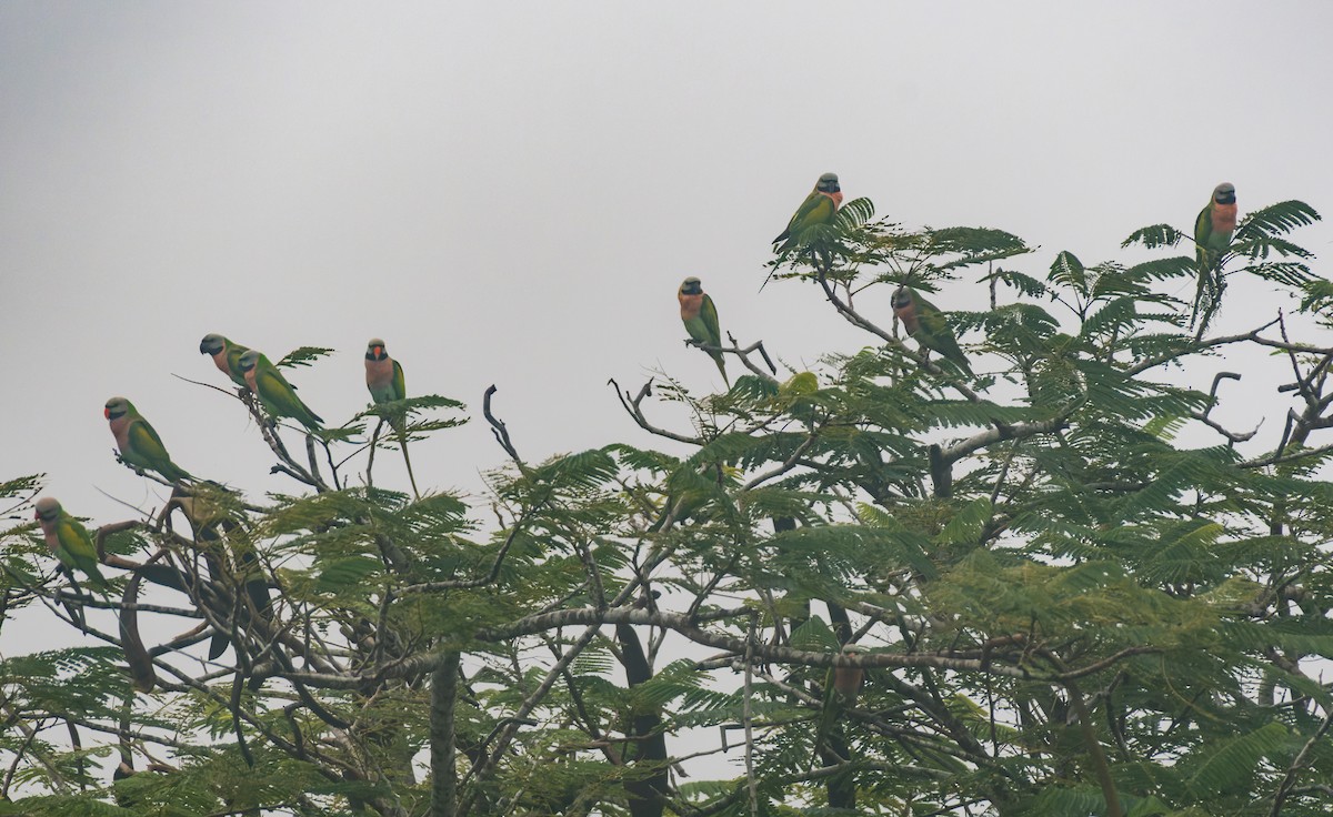 Red-breasted Parakeet - ML645443802
