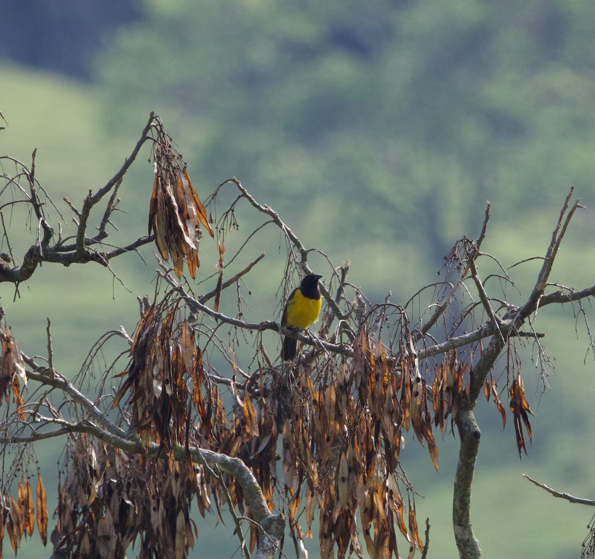 Мочарець жовтогузий - ML645443819