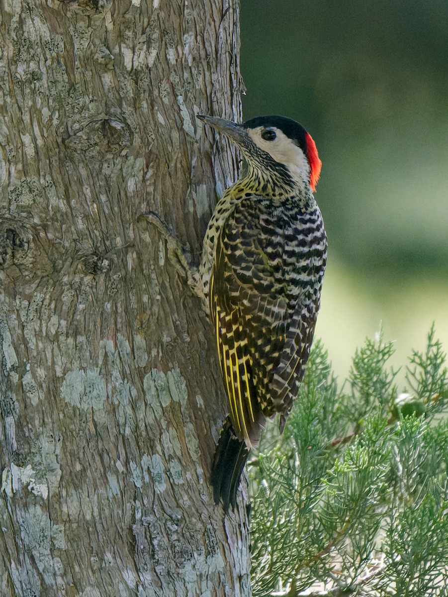 Green-barred Woodpecker - ML645443834