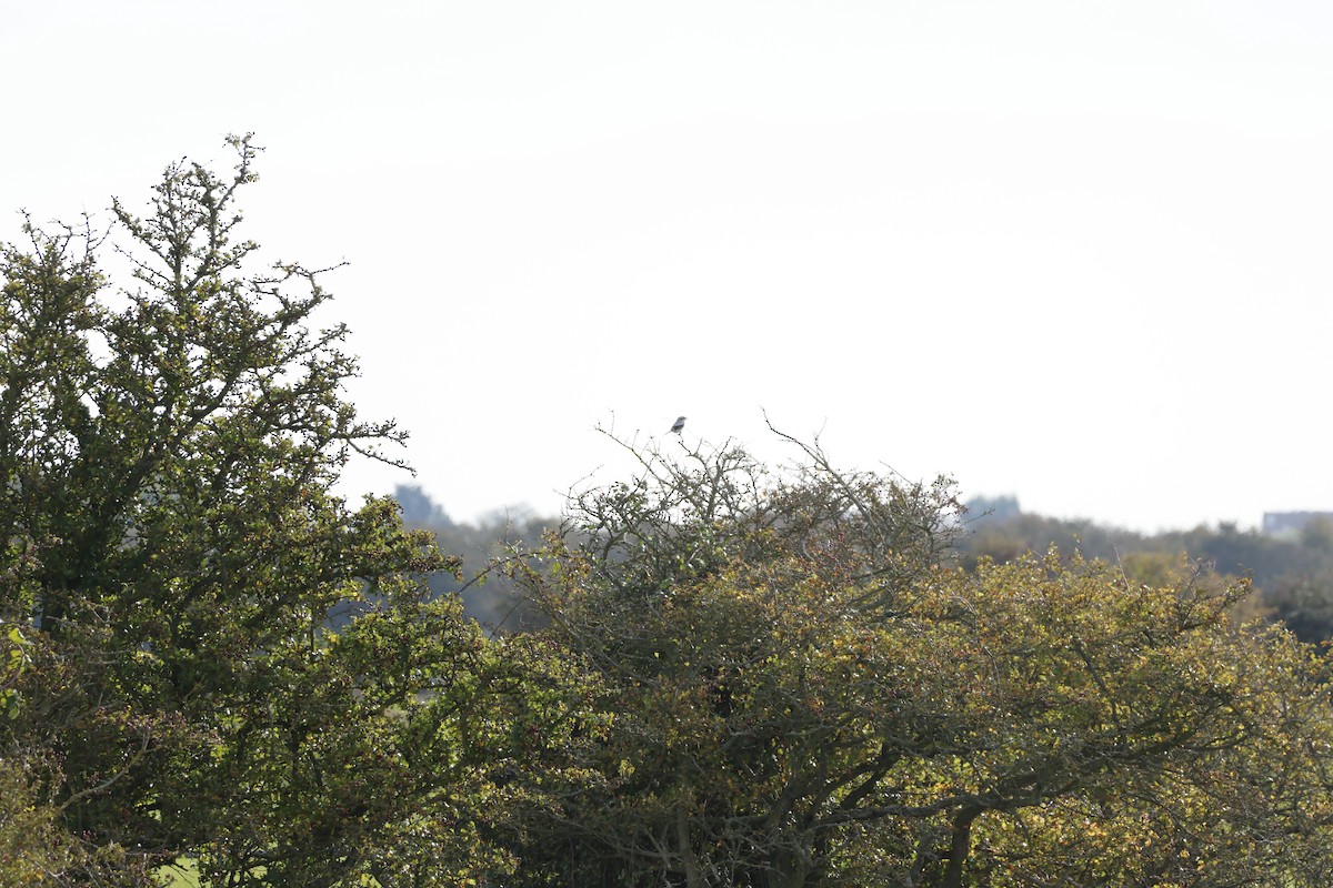 Great Gray Shrike - ML645443860