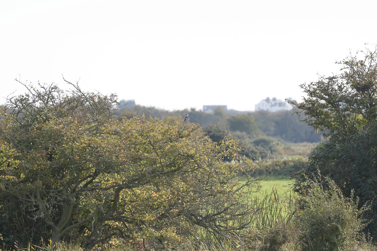 Great Gray Shrike - ML645443861