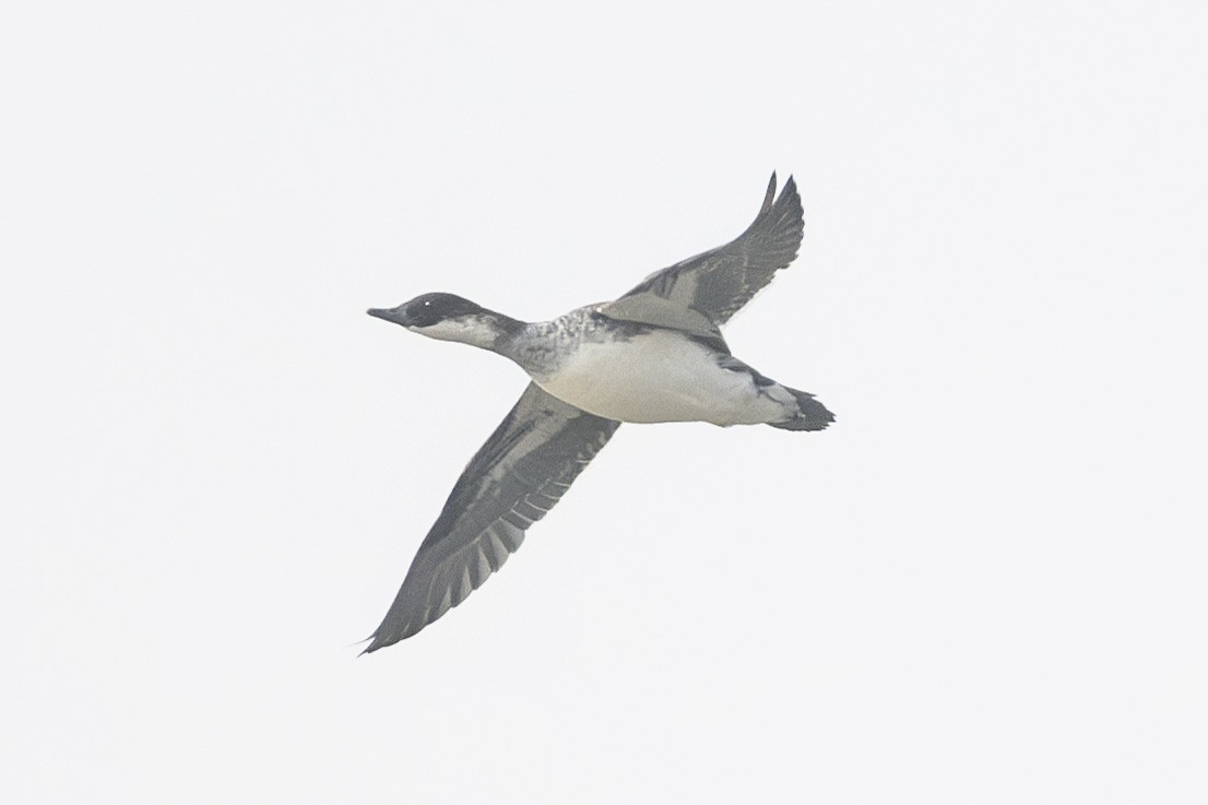 Smew - ML645443862