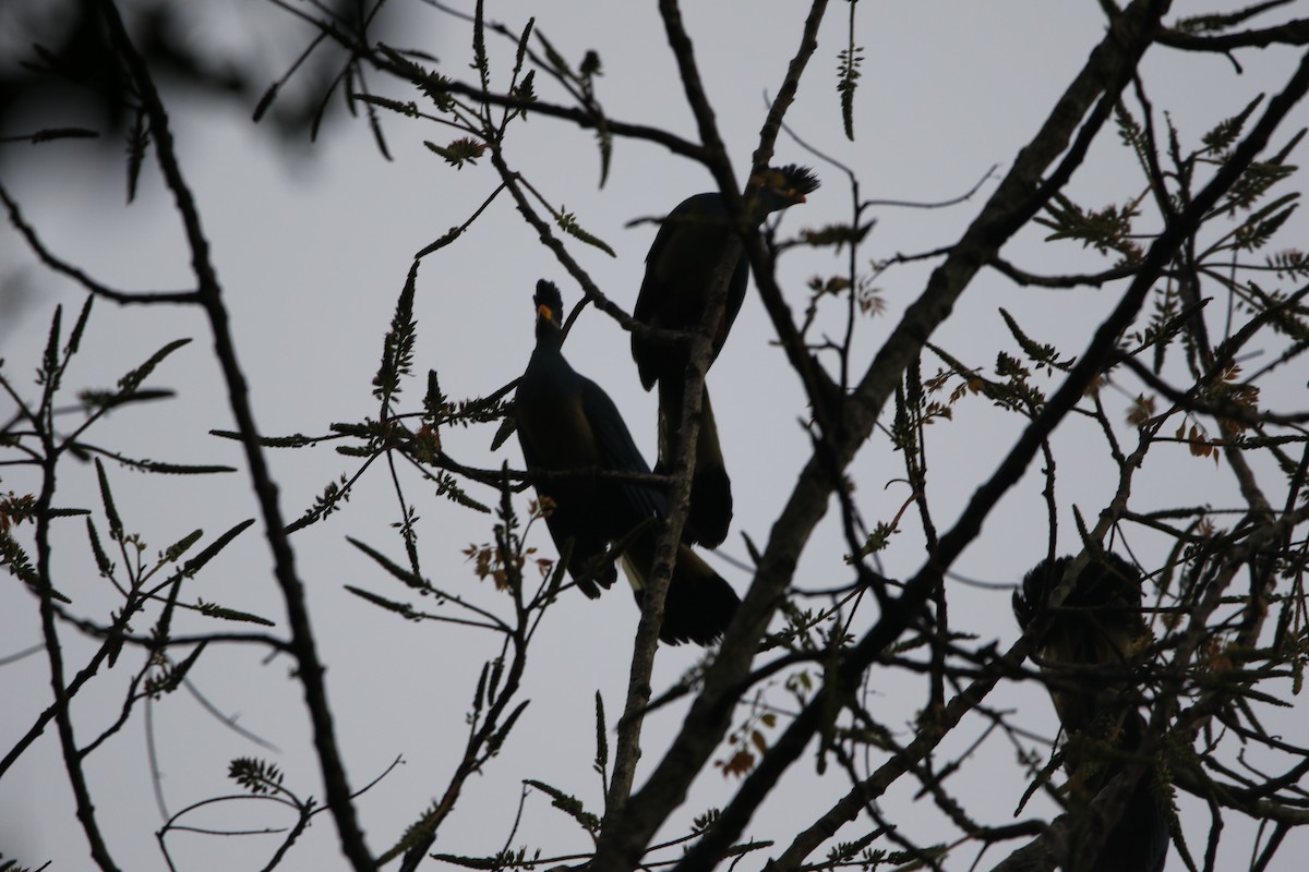 Турако блакитний - ML645443864