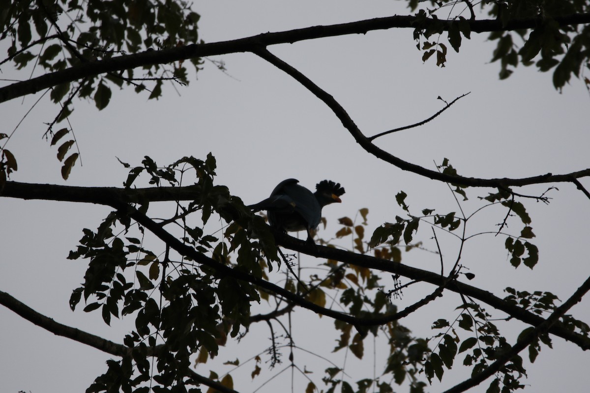 Турако блакитний - ML645443865