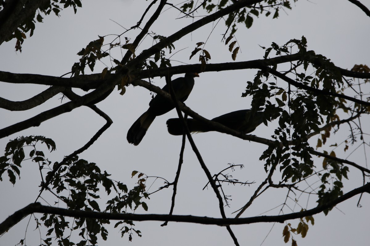 Турако блакитний - ML645443867