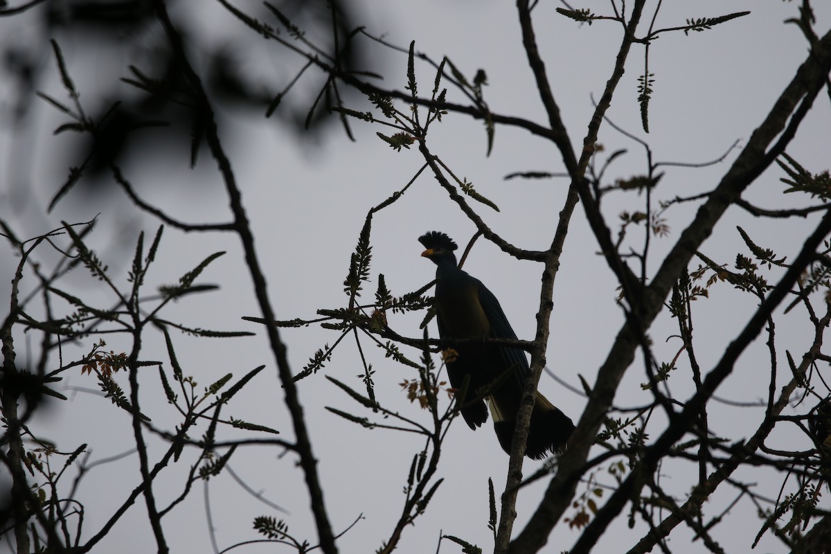 Турако блакитний - ML645443868