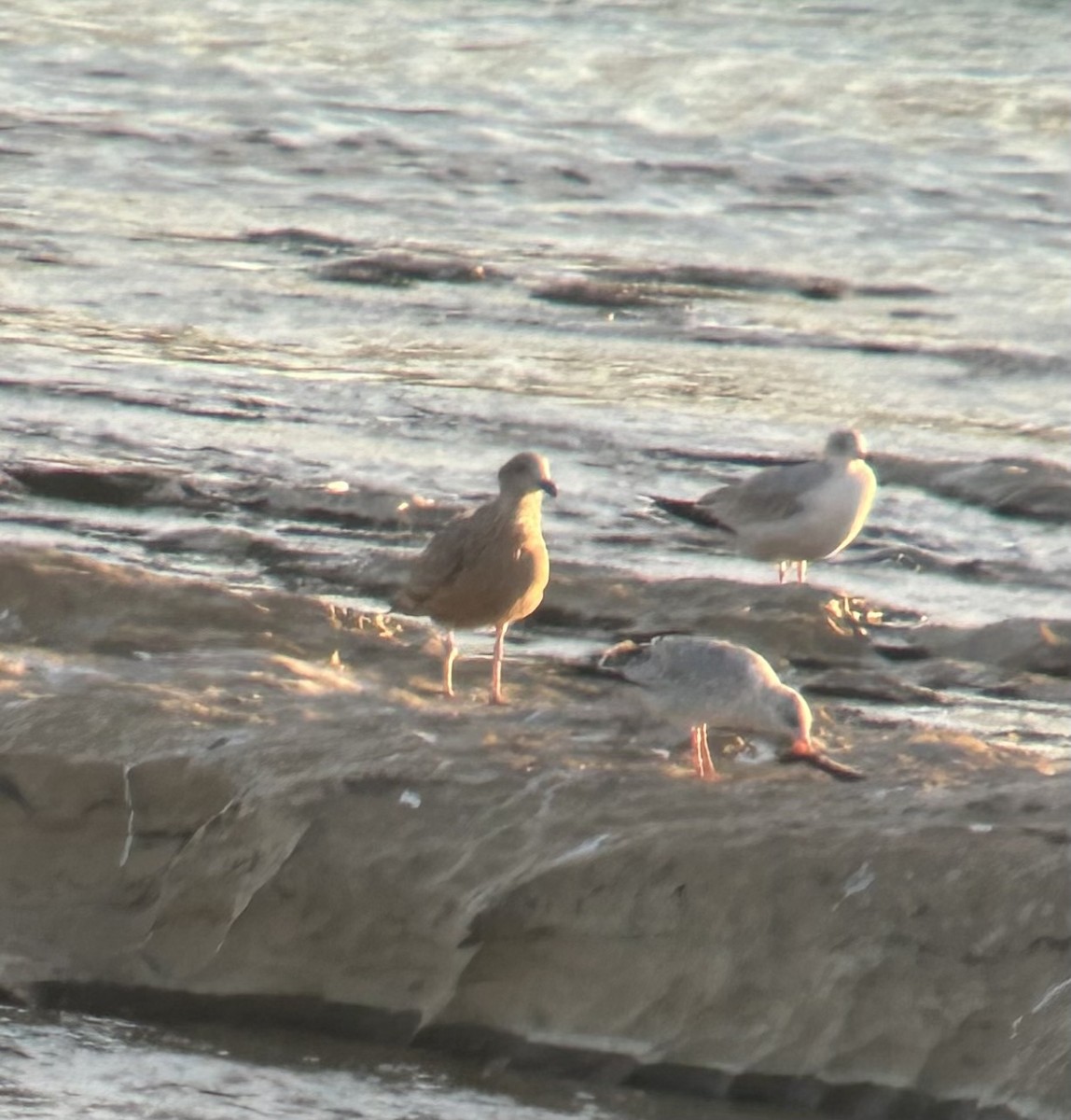 Iceland Gull (Thayer's) - ML645443877