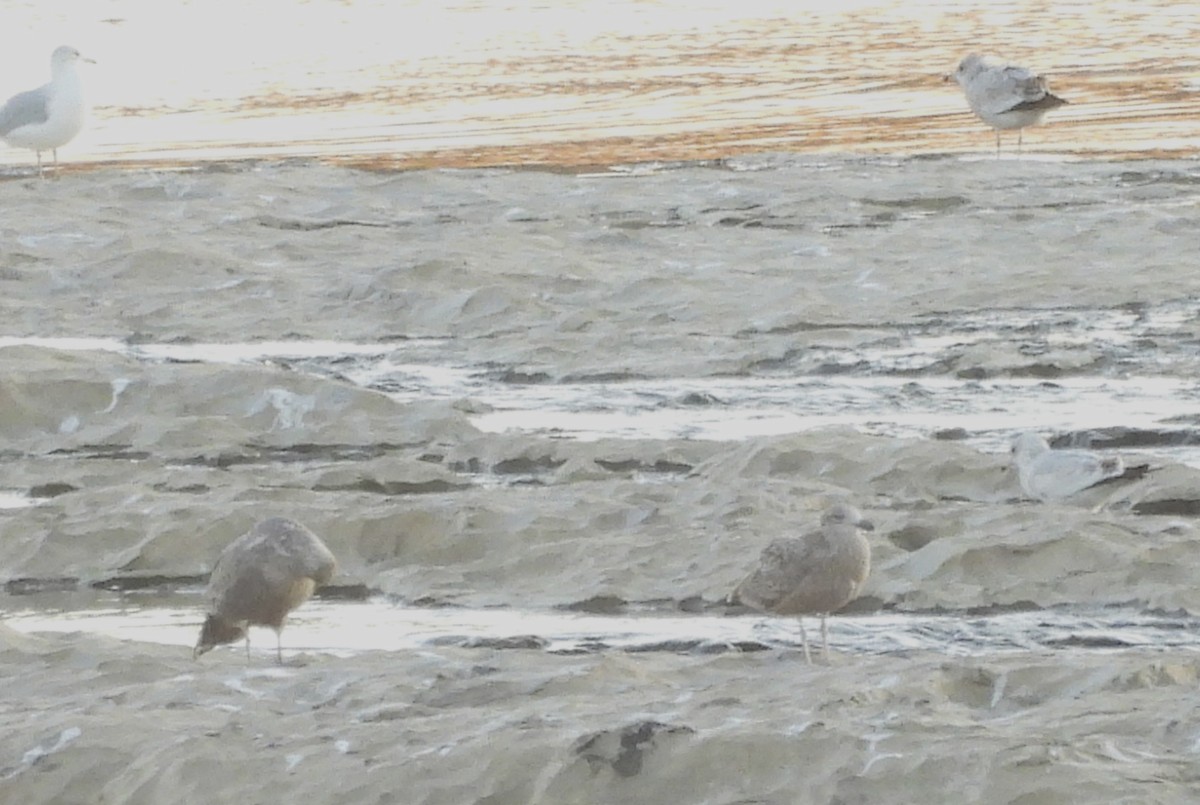 Iceland Gull (Thayer's) - ML645443878