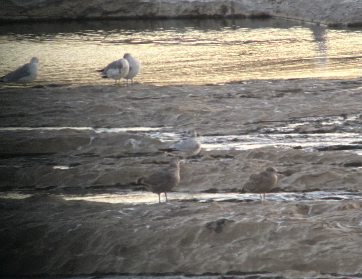 Iceland Gull (Thayer's) - ML645443879