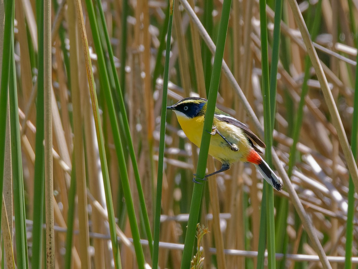 Many-colored Rush Tyrant - ML645443885