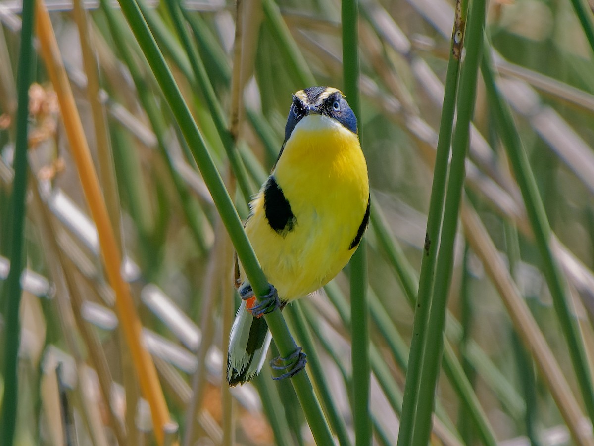 Many-colored Rush Tyrant - ML645443886