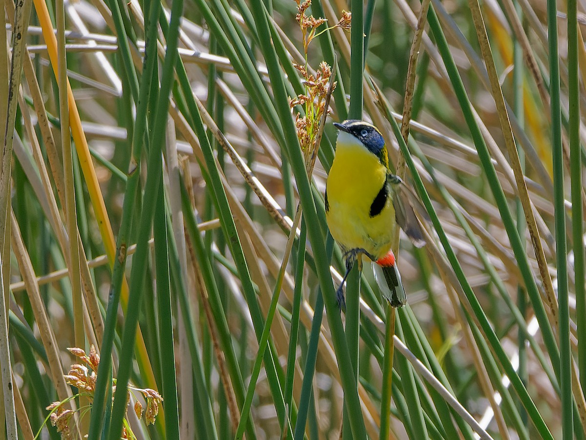 Many-colored Rush Tyrant - ML645443887