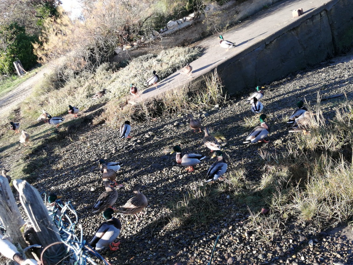 Mallard - ML645443907