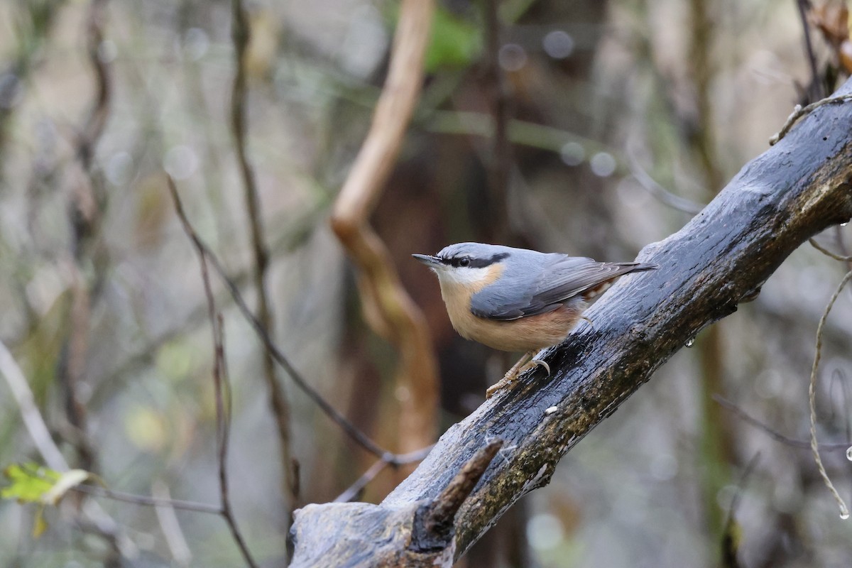 Eurasian Nuthatch - ML645443911