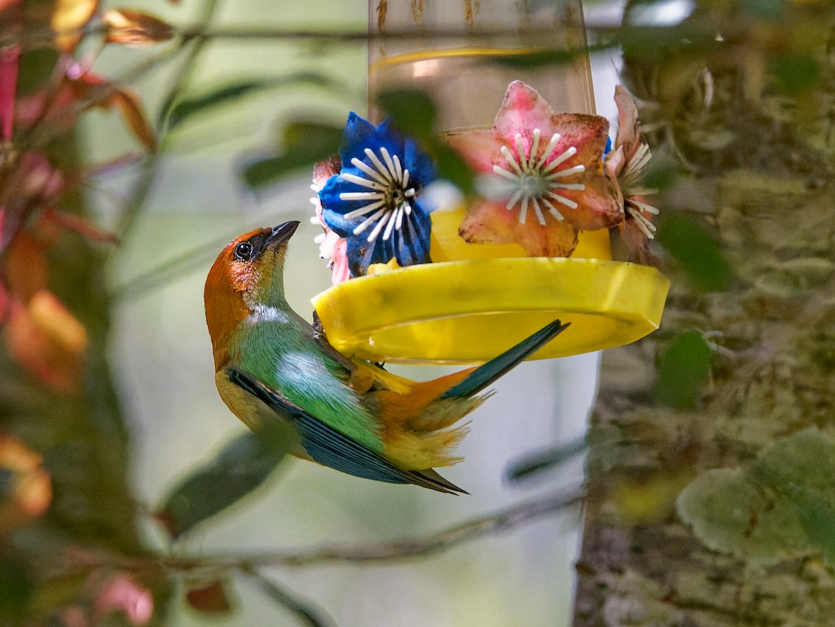 Chestnut-backed Tanager - ML645443913