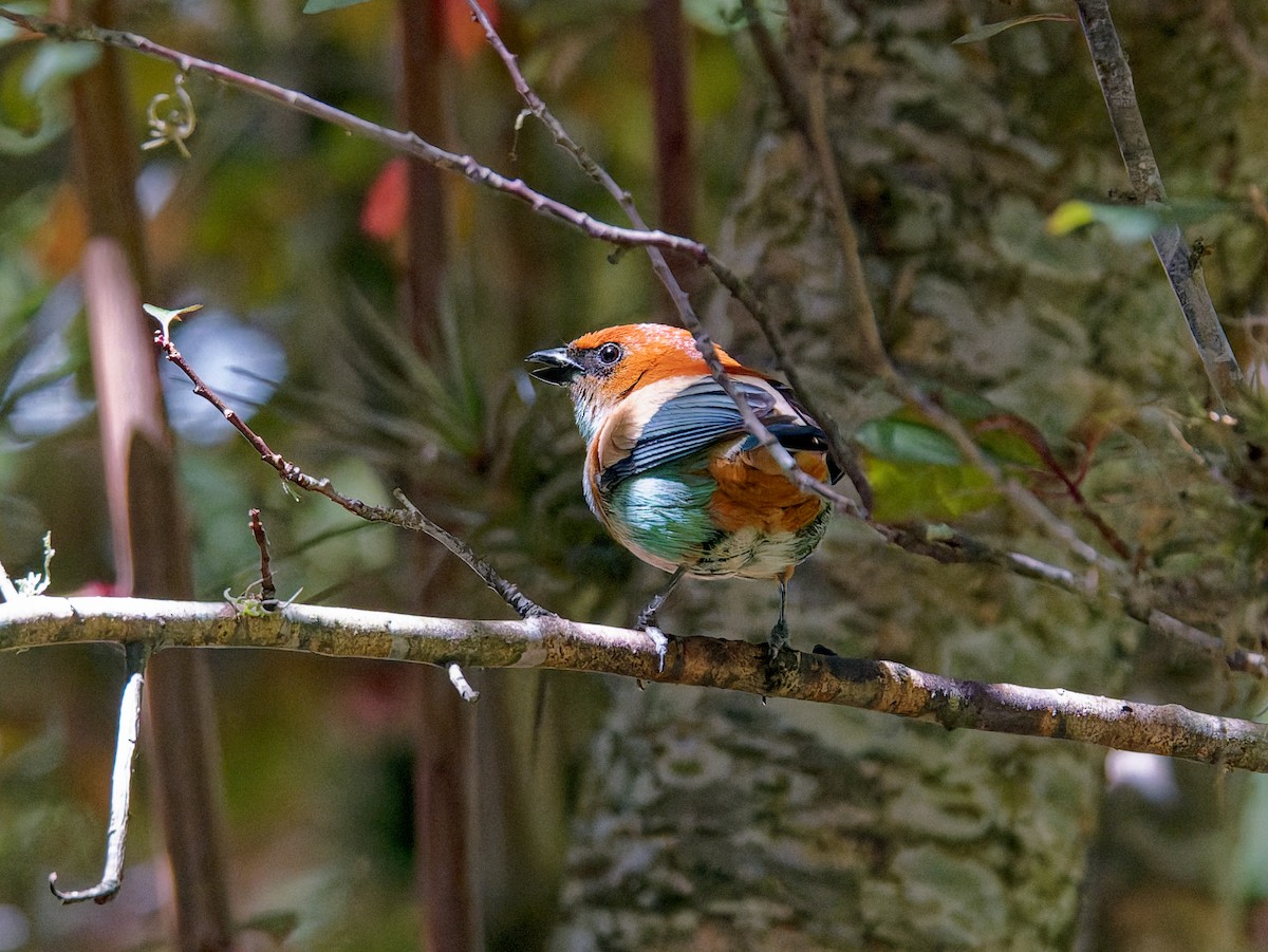 Chestnut-backed Tanager - ML645443914