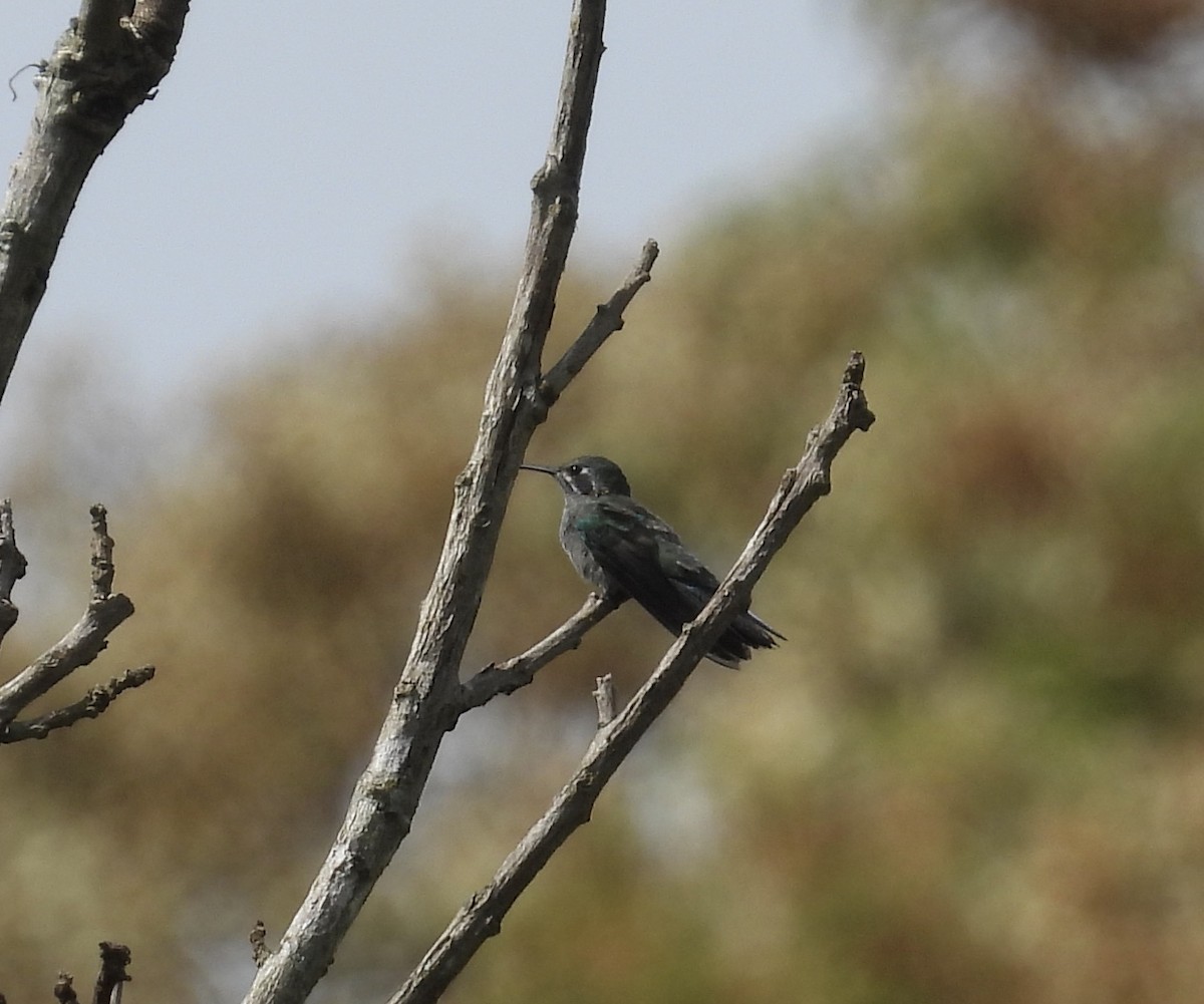 White-vented Violetear - ML645443915