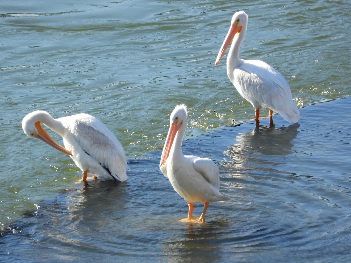 amerikapelikan - ML645443916