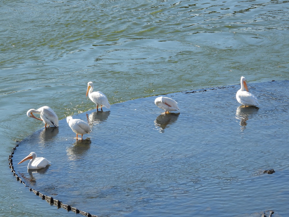 amerikapelikan - ML645443917