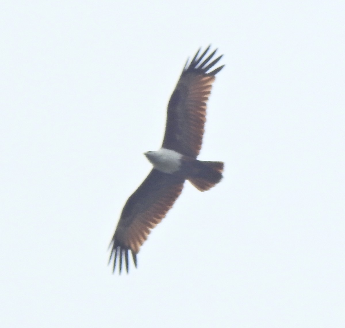 Brahminy Kite - ML645443922