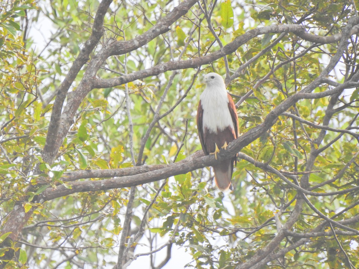 Brahminy Kite - ML645443923