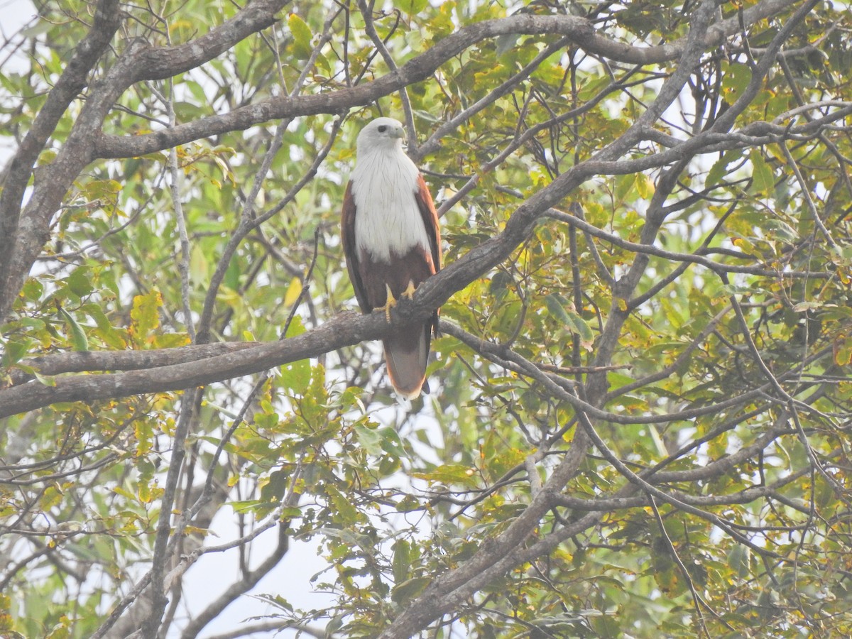 Brahminy Kite - ML645443924