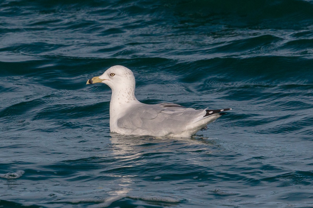 Ring-billed Gull - ML645443925