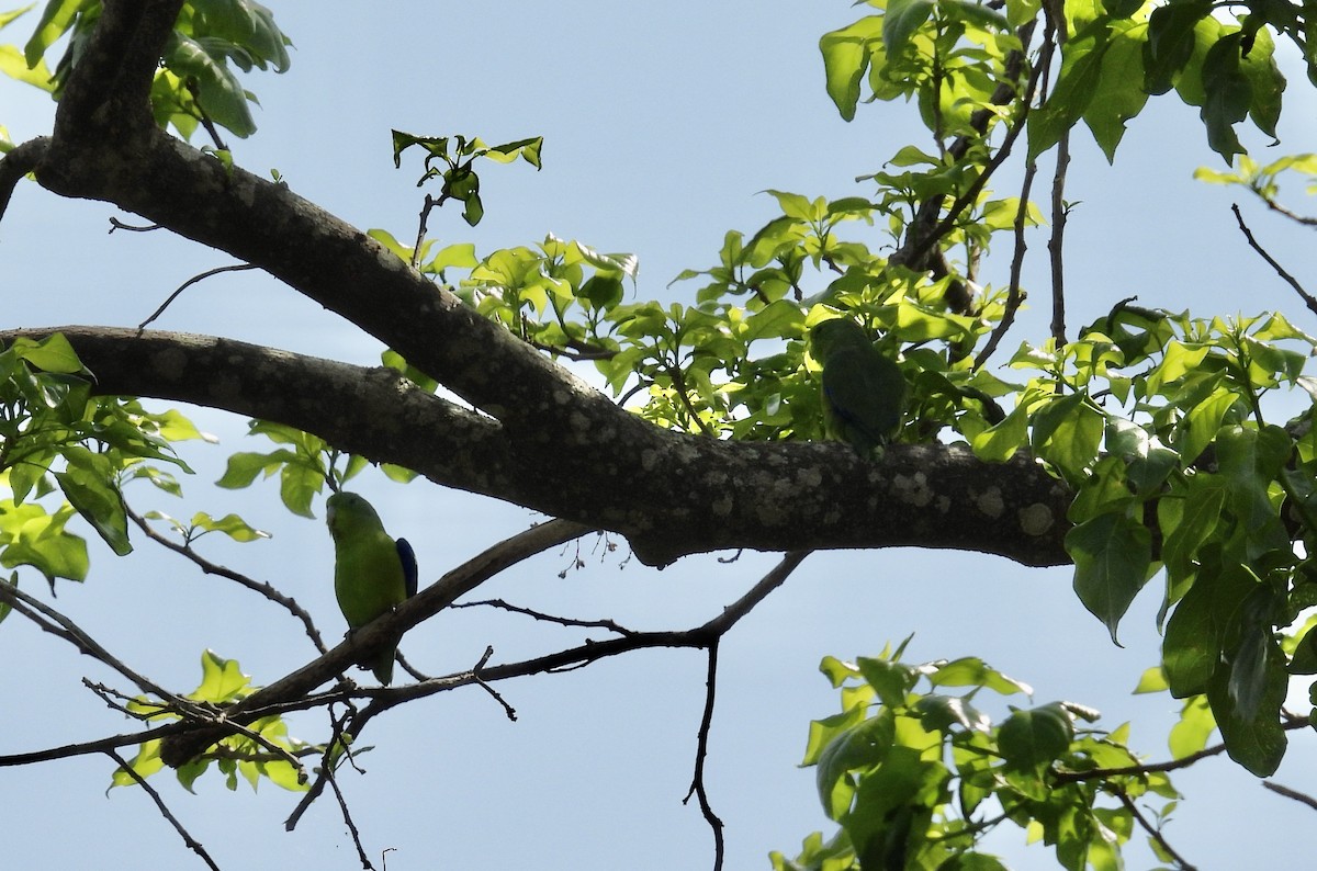 Cobalt-rumped Parrotlet - ML645443927
