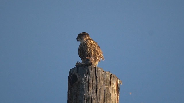 Merlin - ML645443929