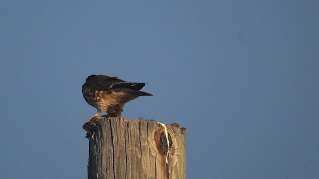 Merlin - ML645443930