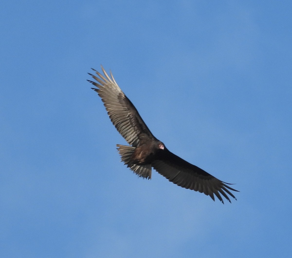 Turkey Vulture - ML645443931