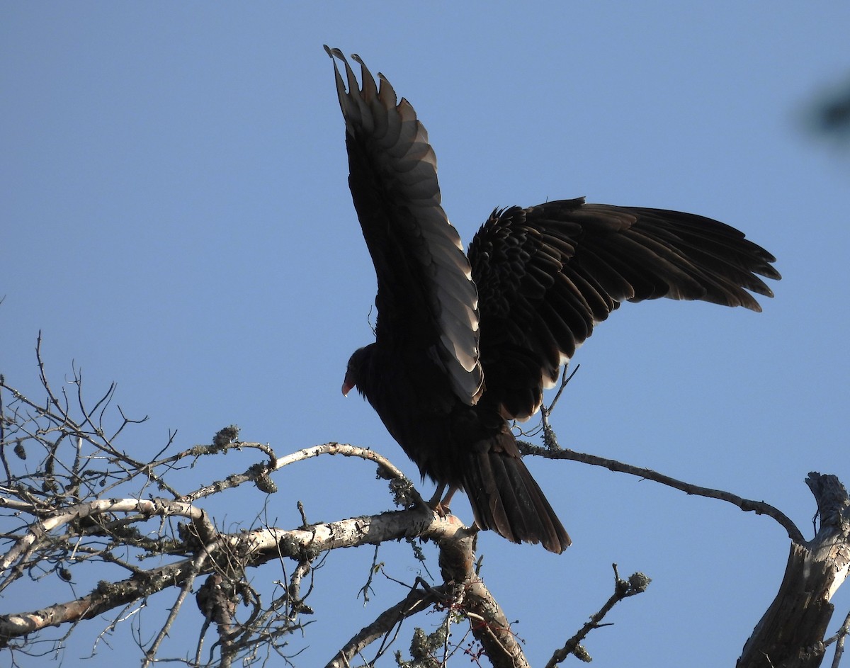 Turkey Vulture - ML645443932