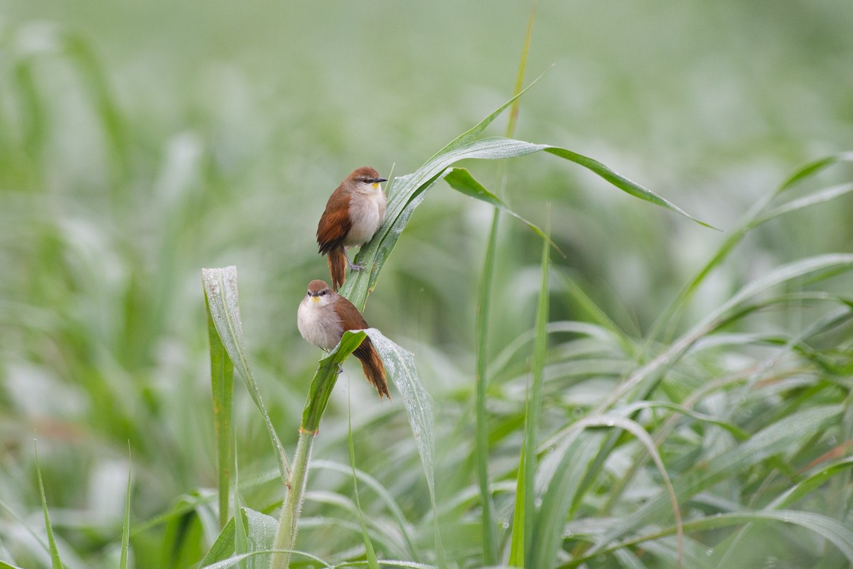 Yellow-chinned Spinetail - ML645443934