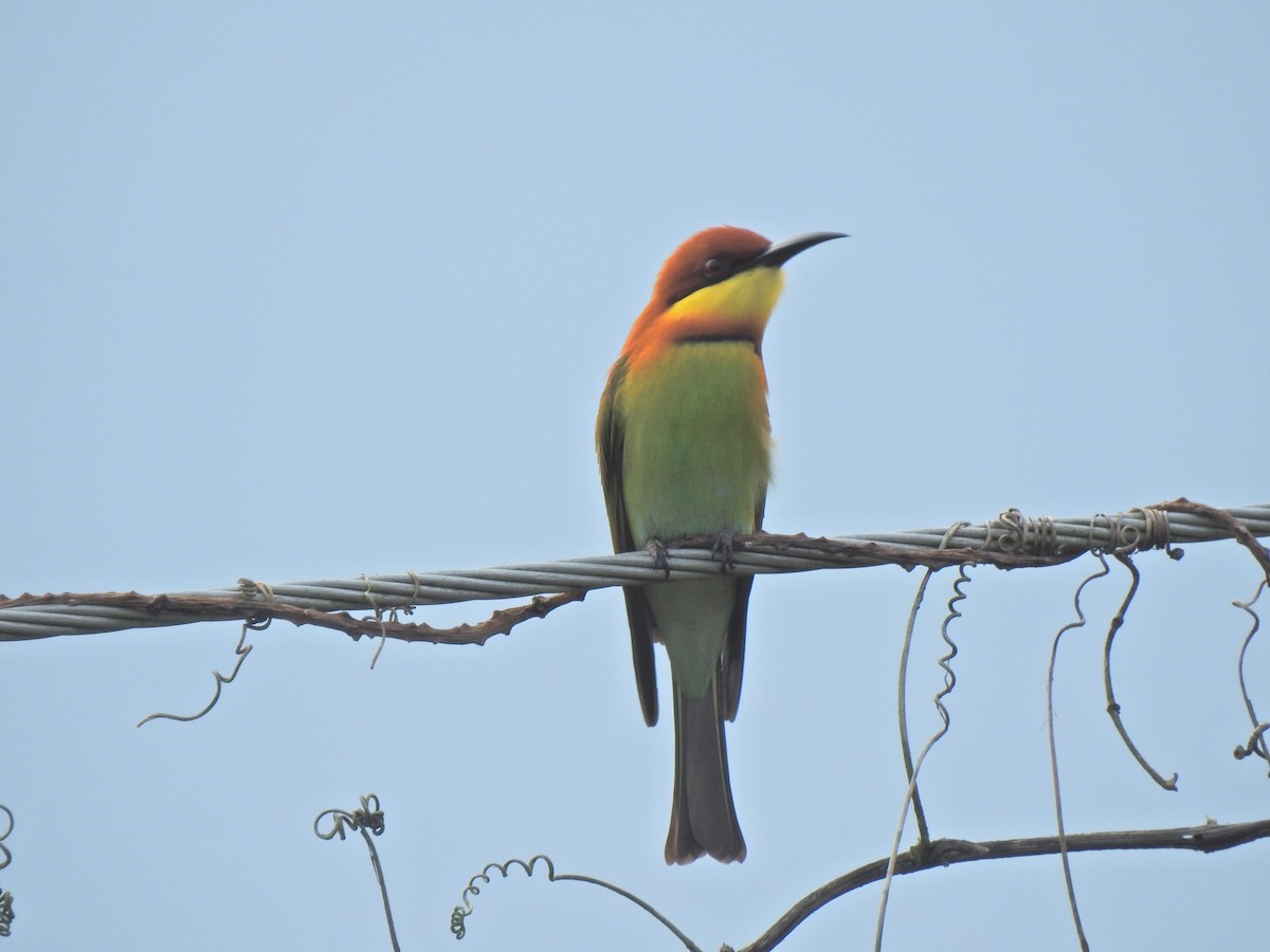 Chestnut-headed Bee-eater - ML645443935