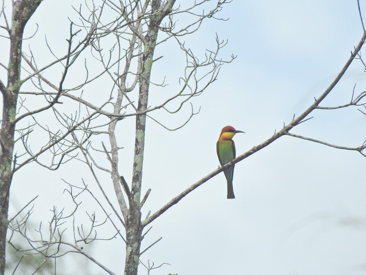 Chestnut-headed Bee-eater - ML645443936