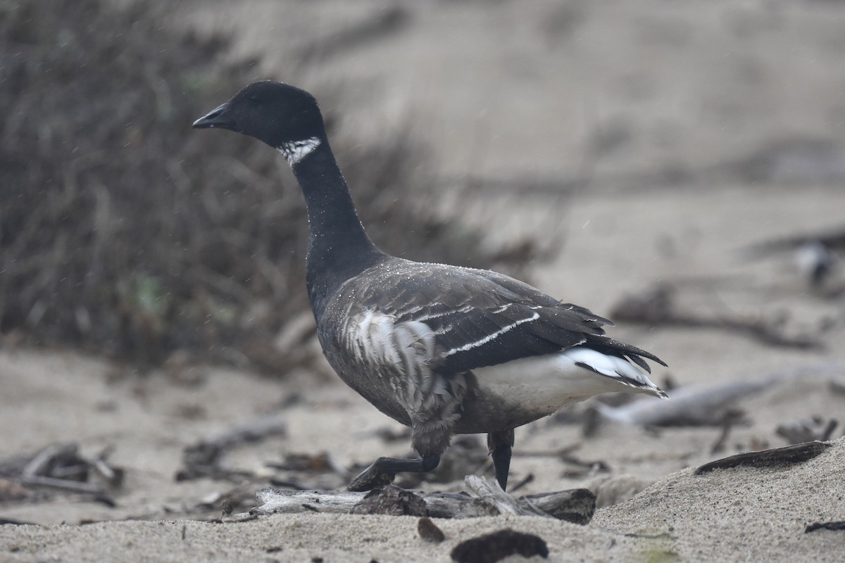 Brant (Black) - ML645443941