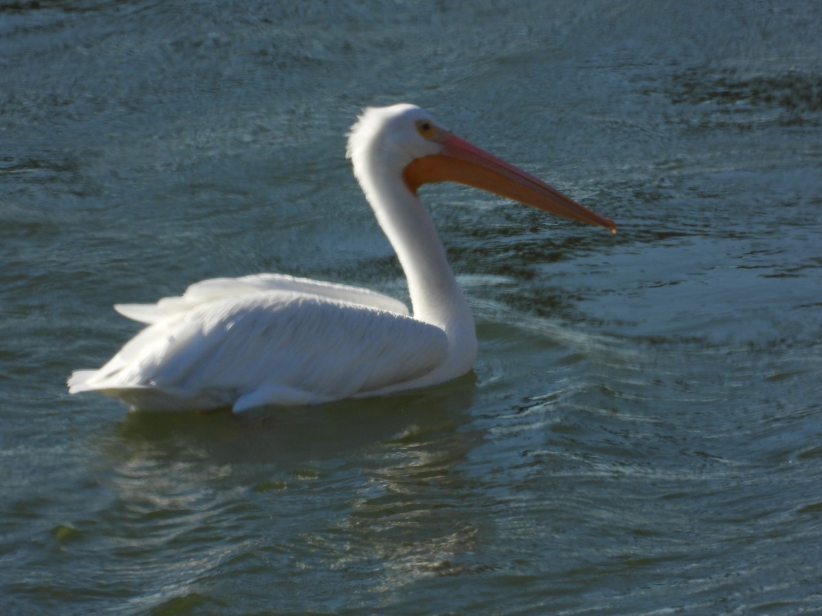 American White Pelican - ML645443955
