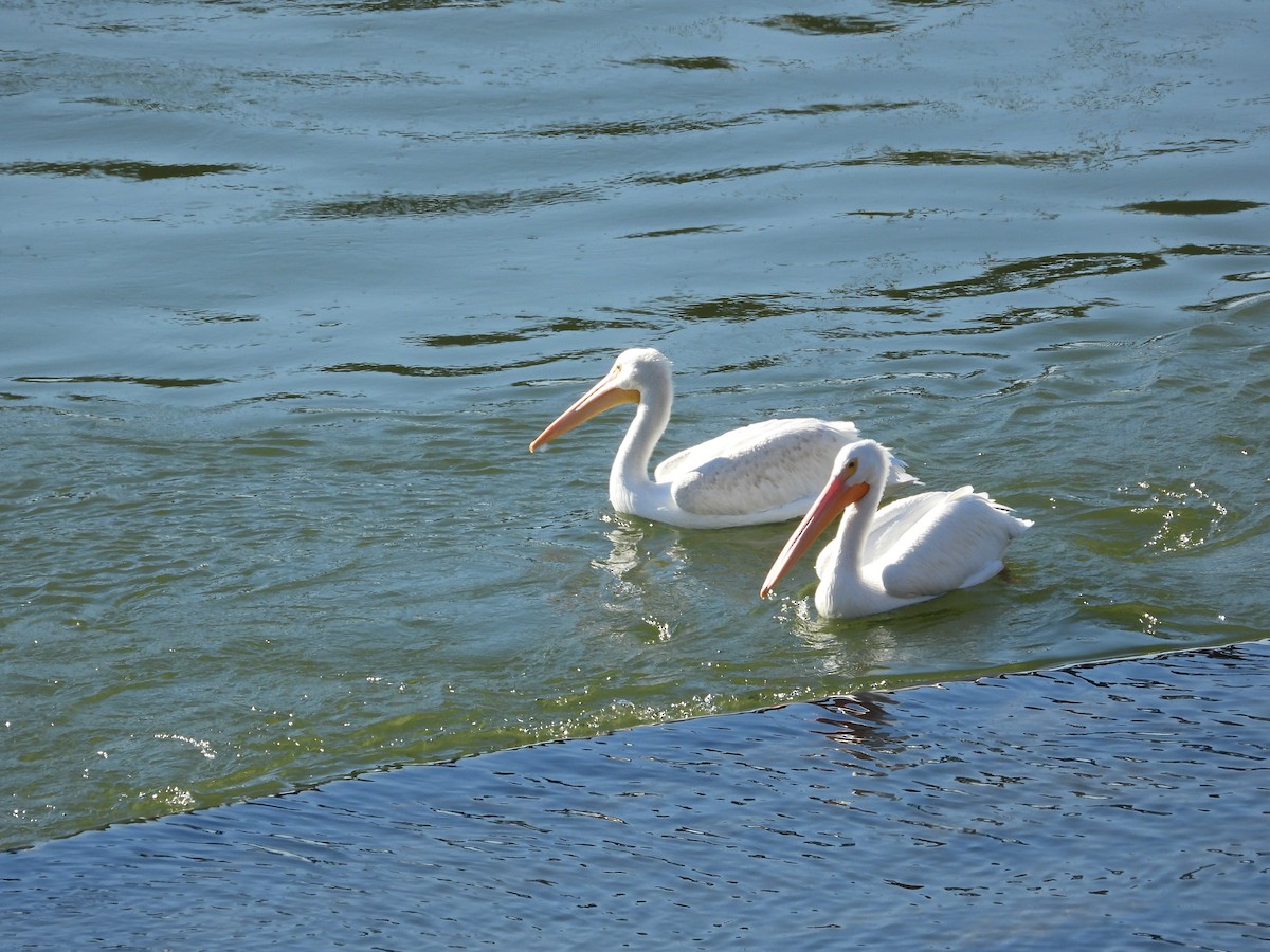 American White Pelican - ML645443956