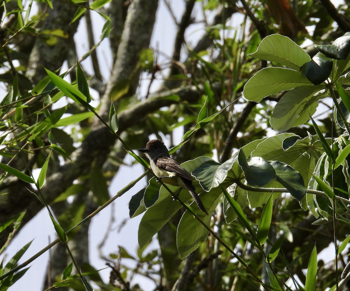 Short-crested Flycatcher - ML645443957